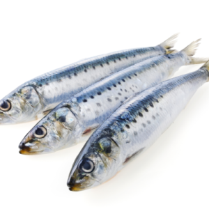 Sardine