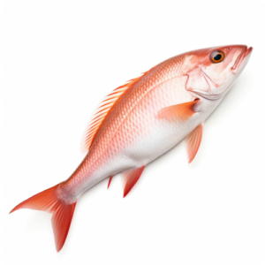 Red Snapper